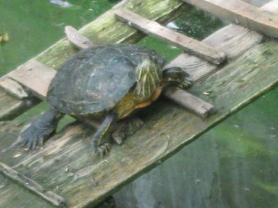 Прикрепленное изображение: IMG_1574.JPG